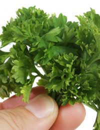 a bunch of parsley held in a hand