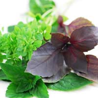 bunches of basil on a flat surface - growing basil