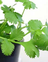 Bunch of coriander growing in a pot