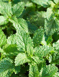 patch of mint growing in a herb garden