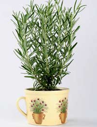 rosemary growing in an attractive pot