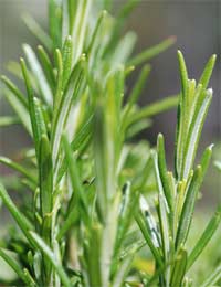 a rosemary plant with healthy green tips