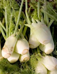 Freshly harvested fennel bulbs with foliage attached